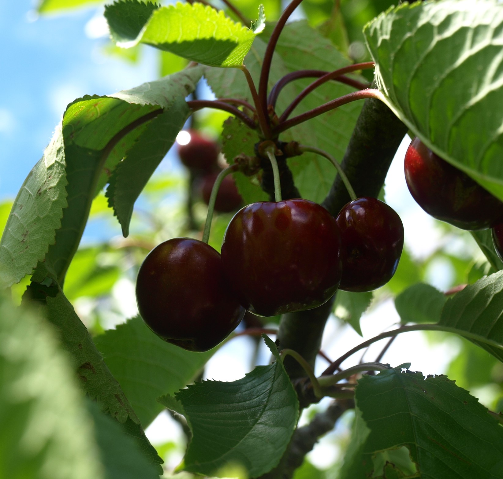 Annexe P5291018R.jpg