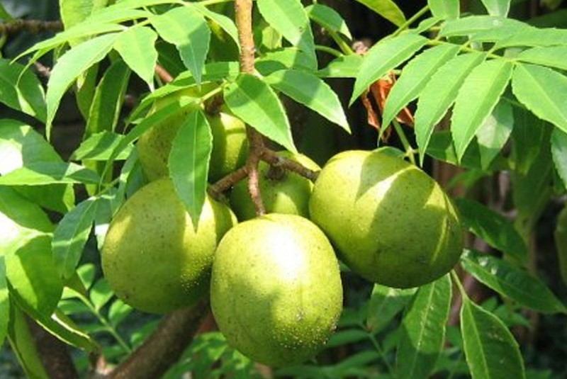 Annexe Prunier de Cythère.jpg