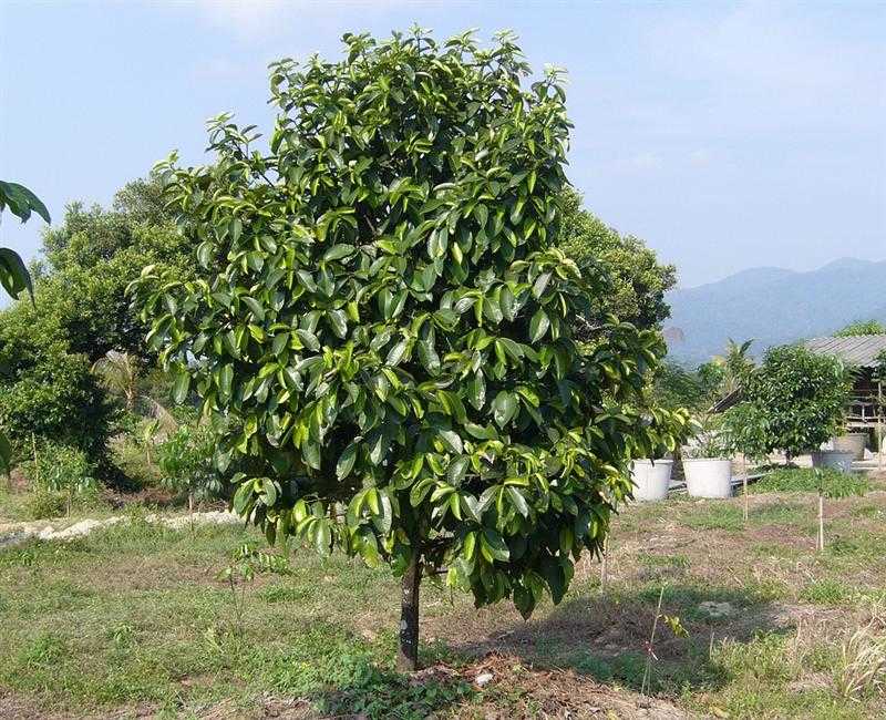 Annexe Mangoustanier_1.jpg