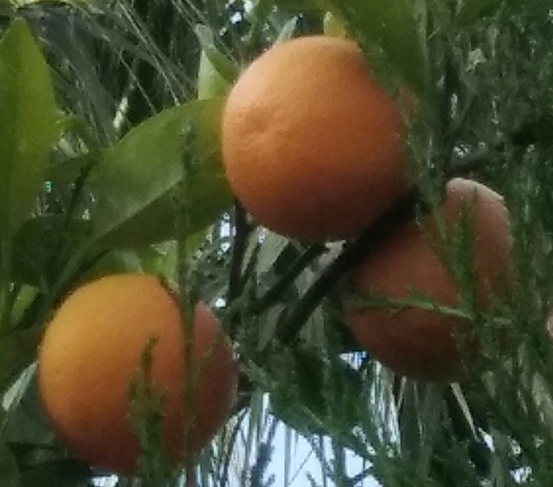 Annexe Citrus sinensis.jpg
