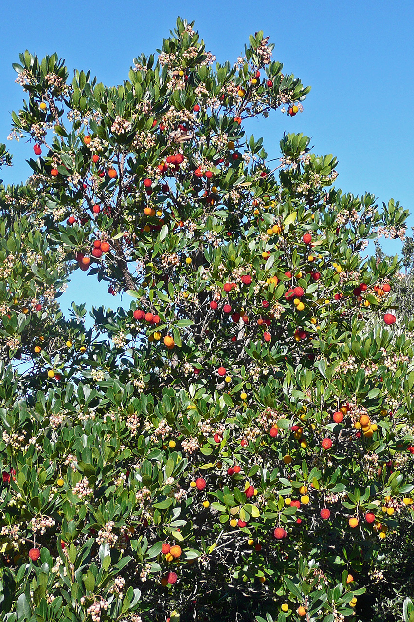 Annexe Arbousier.jpg