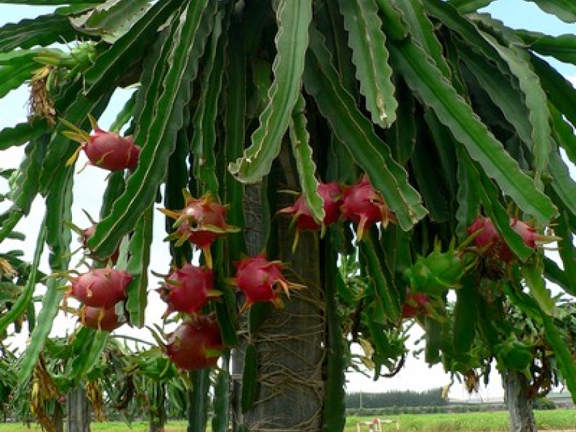 Annexe thumb-le-pitaya-ou-fruit-du-dragon---presentation-et-culture-9262.gif.jpg