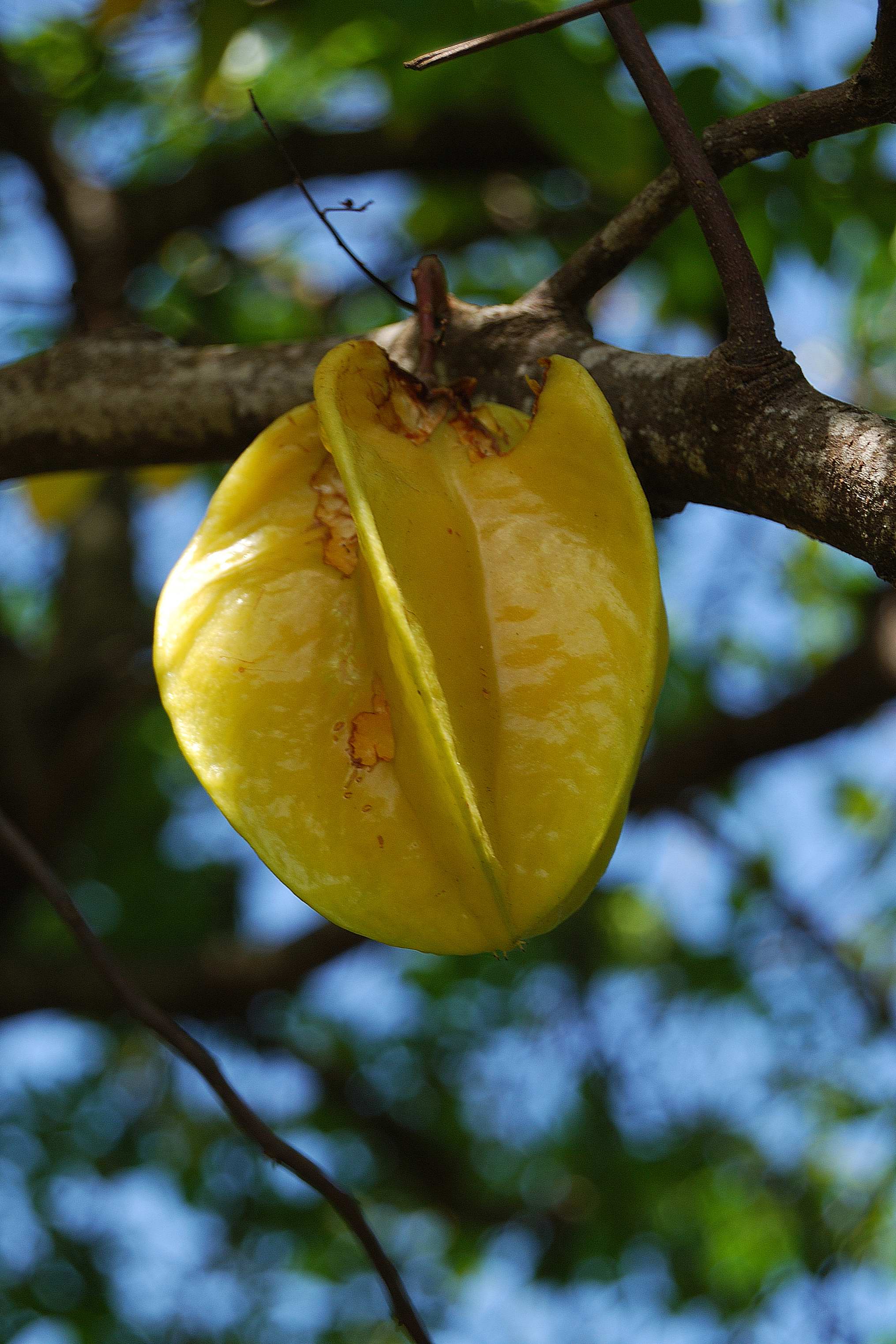 Annexe Averrhoa carambola.JPG