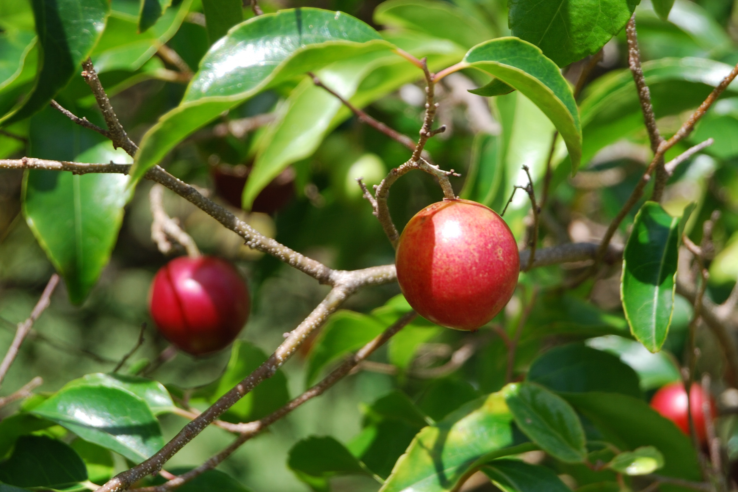 Annexe Flacourtia jangomas.JPG