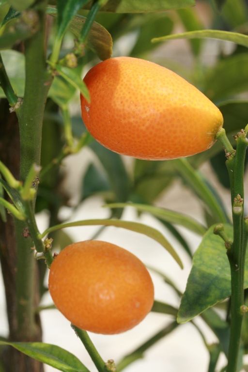 Annexe IMG_1725 (Copier).JPG