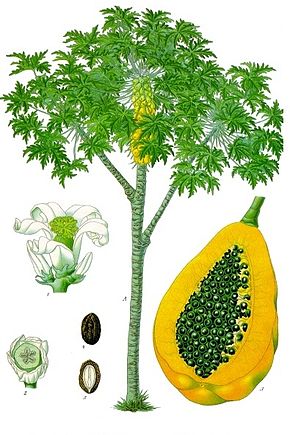 Annexe Carica_papaya_-_Köhler–s_Medizinal-Pflanzen-029.jpg