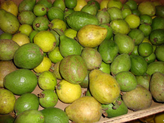 Annexe Goyave_Cameroun.jpg