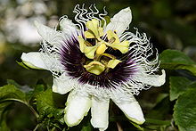 Annexe 220px-Passiflora_edulis_flower_Campinas.JPG