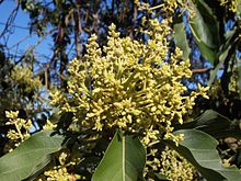 Annexe fleur davocat.jpg