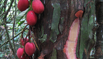 Annexe Trichoscypha_acuminata_web.jpg