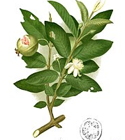 Annexe Fleurs de goyave Wikipédia.png
