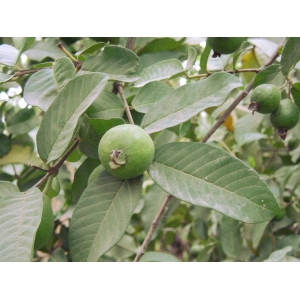 Annexe img002113911CS.jpg