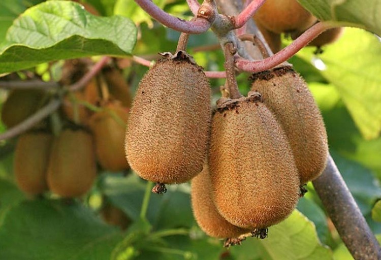 Annexe kiwi01-l750-h512-c.jpg