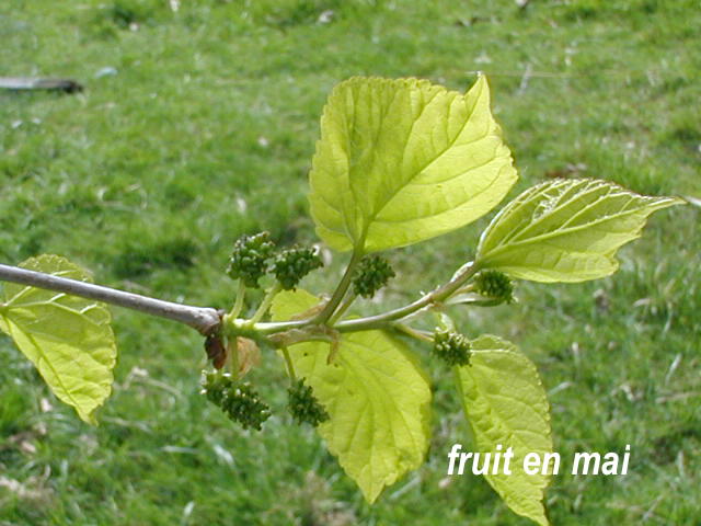 Annexe murier fem 2.JPG