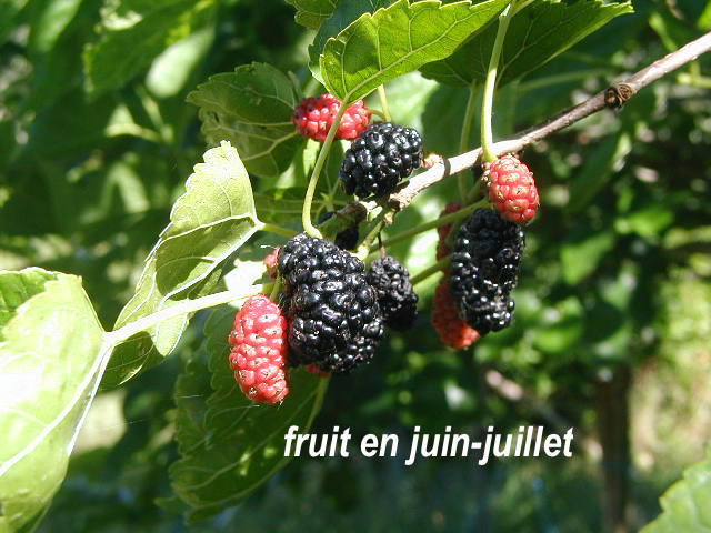 Annexe murier fruits.JPG