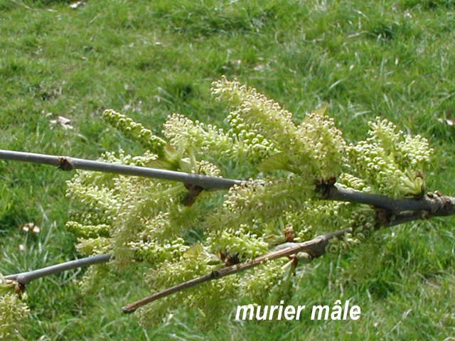 Annexe murier mâle.JPG