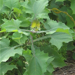 Annexe I-Autre-1795_243x243-reussir-la-culture-de-la-poire-de-terre.net.jpg