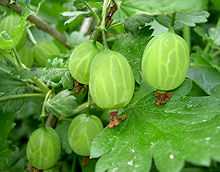 Annexe groseillier à maquereau-02.jpg