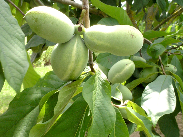 Annexe mainImage-full-12615853.jpg