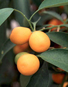 Annexe Kumquat.jpeg