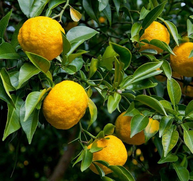 Annexe Capture d’écran 2018-05-13 à 16.59.53.png