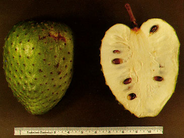 Annexe Soursop_fruit.jpg