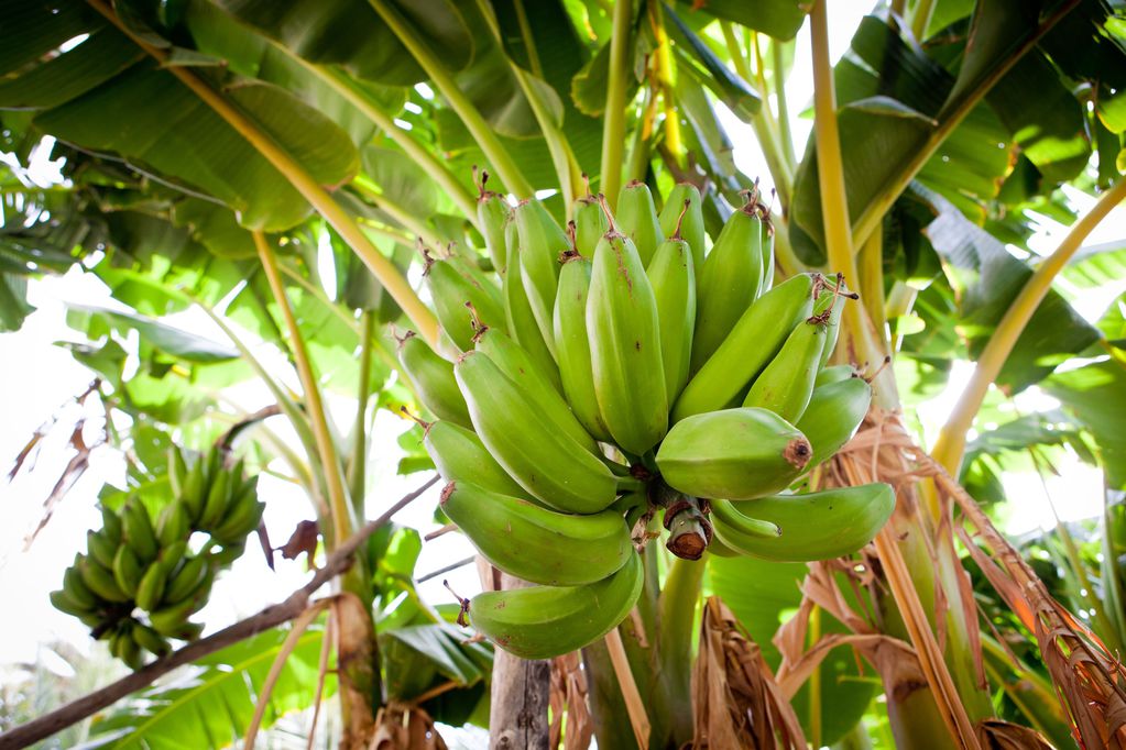 Annexe regime-banane-arbre-bananier-full-12472181.jpg