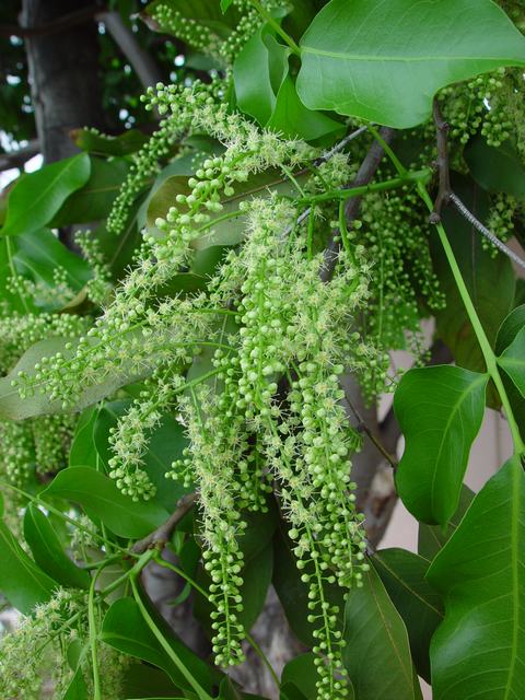 Annexe fleurs de quenettier.jpg