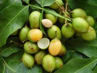 Annexe quenette - fruit et graines.jpg