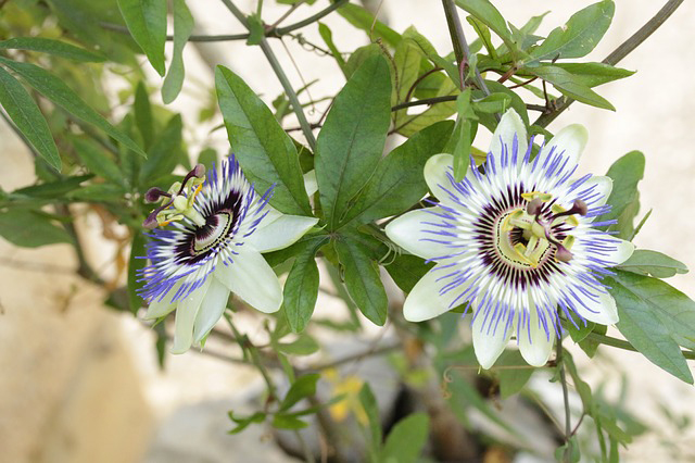 Annexe passiflora-phytotherapie-174306.jpg