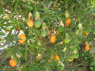 Annexe passiflore-fruits.jpg