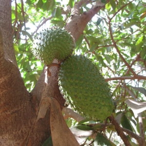 Annexe Le corossolier.jpg