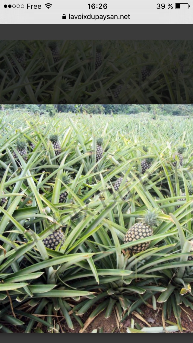 Annexe Culture dananas.jpeg