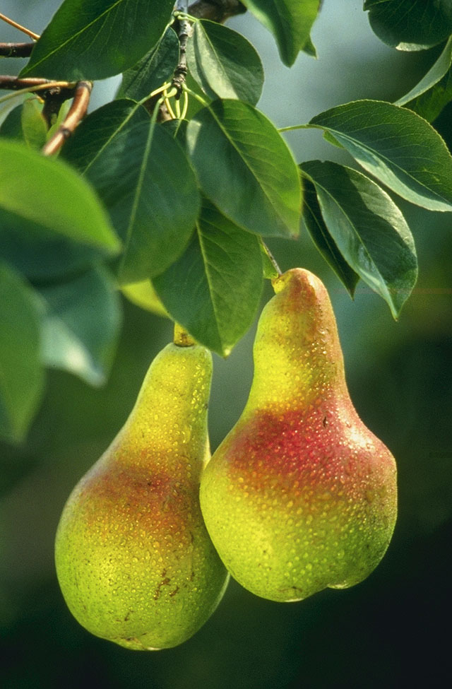 Annexe Pears.jpg