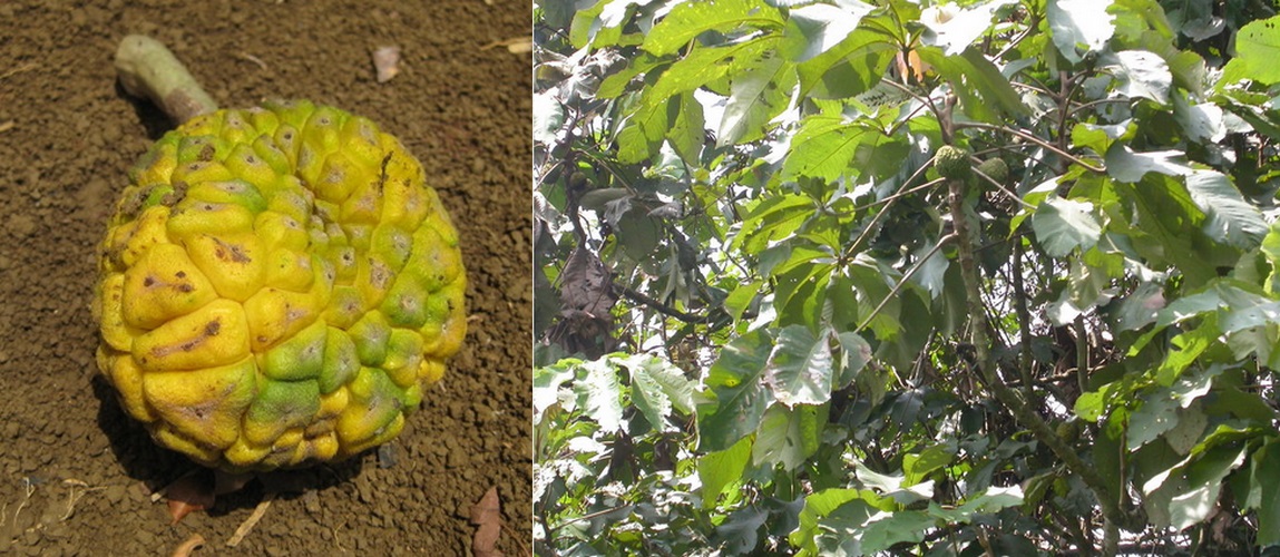 Annexe ananas du singe.jpg