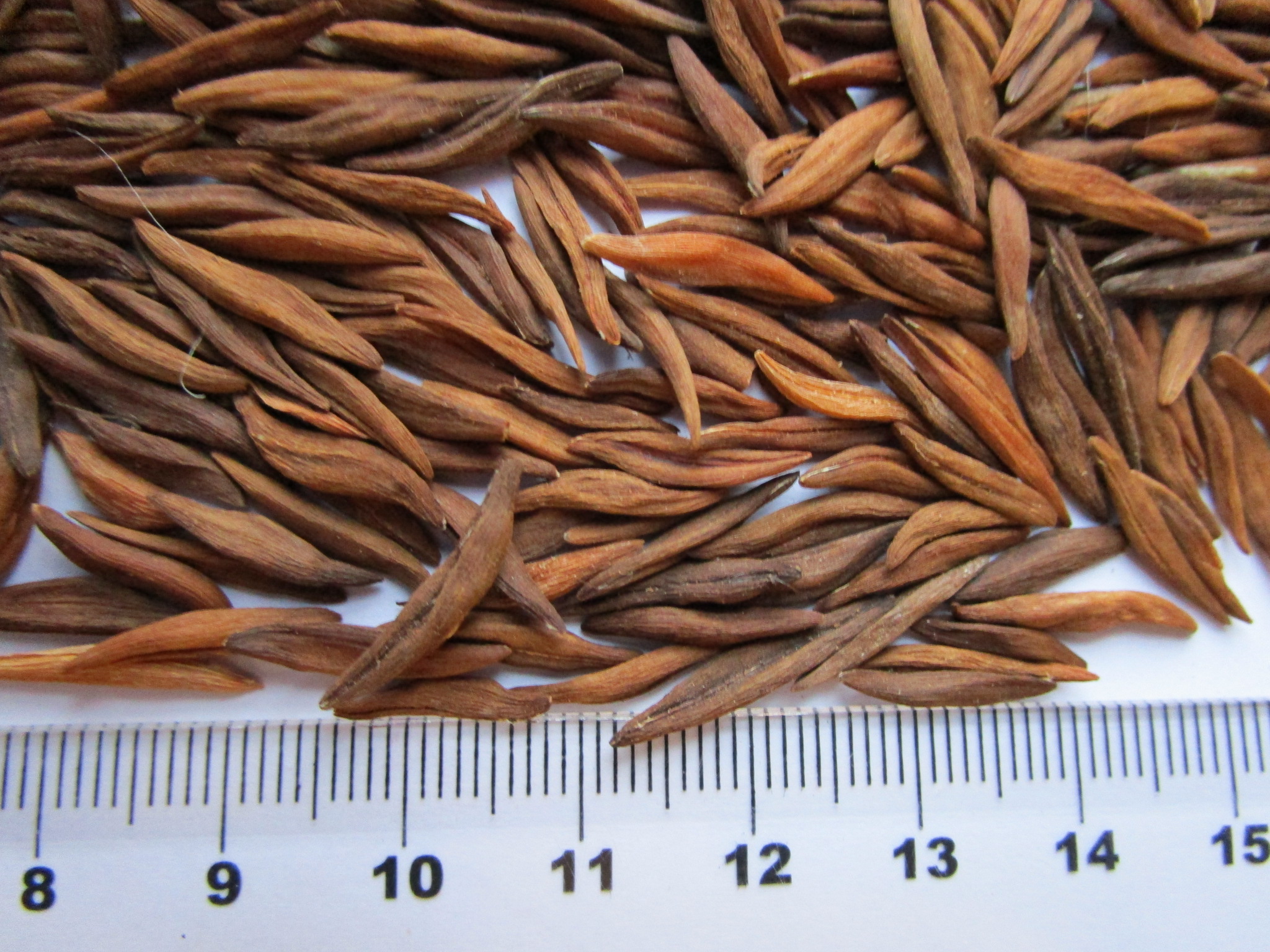 Annexe Strophantus gratus.jpg