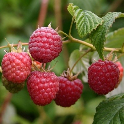 framboises