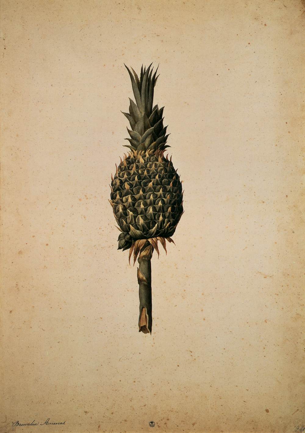 ananas