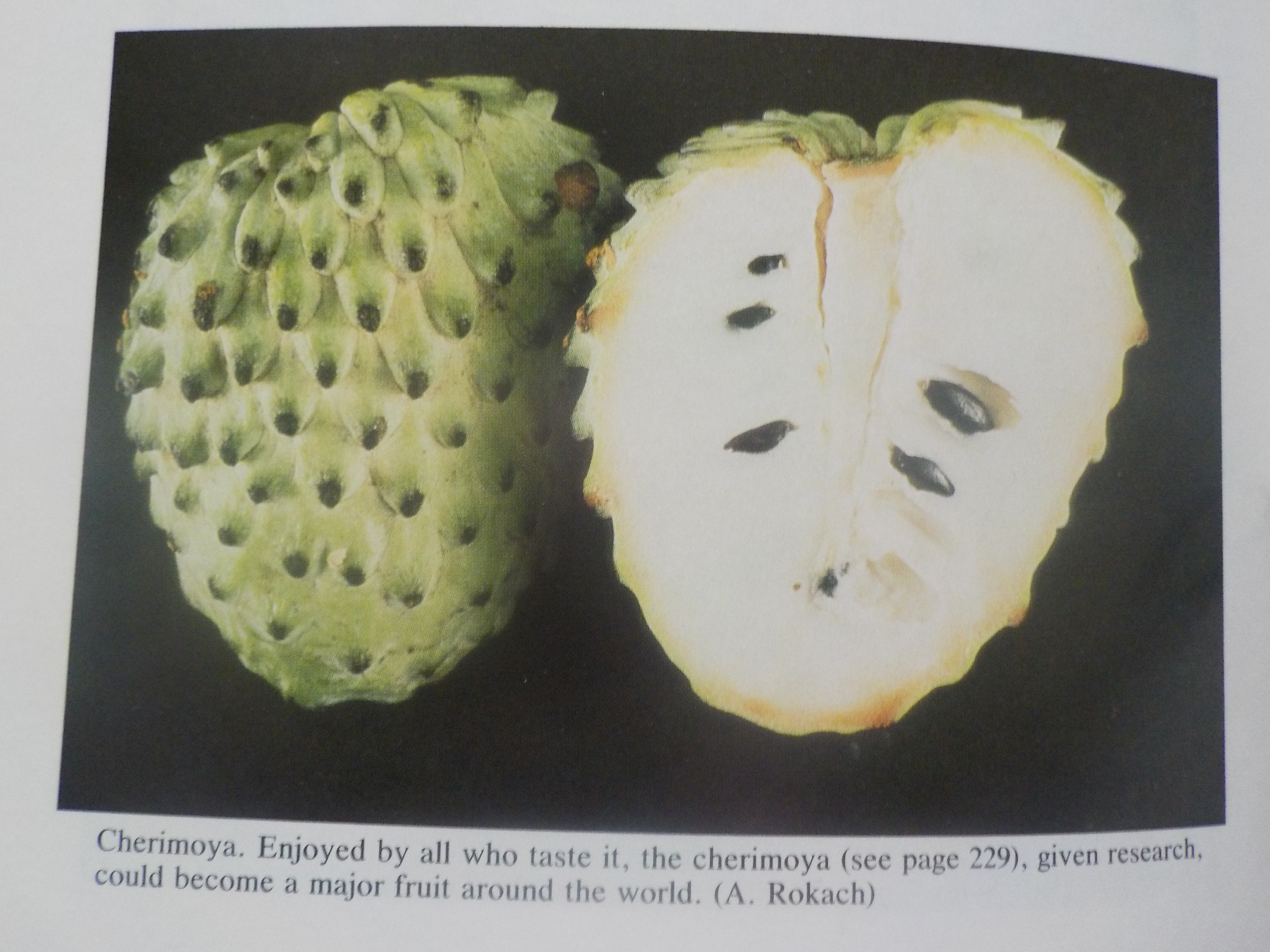 Fruit du cherimoya Fam Annonaceae