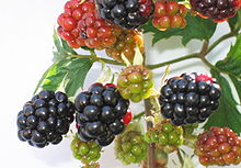 Plante Rosacéaé rubus