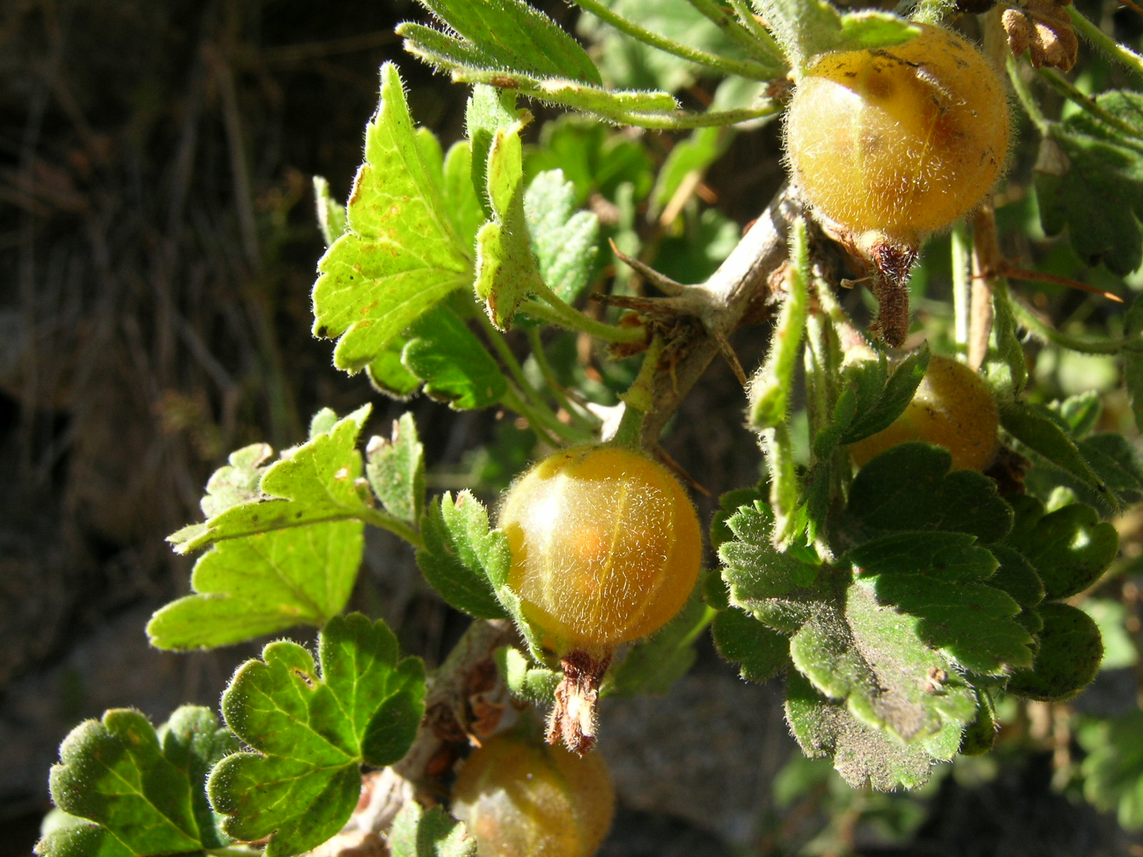 tiges et rameaux munis d’épines ; feuilles petites palmatilobées, à 3-5 lobes ;  fleurs verdâtres ou un peu rougeâtres, calice pubescent, en cloche, à sépales réfléchis ; baies assez grosses, verdâtres, jaunâtres ou rougeâtres.
