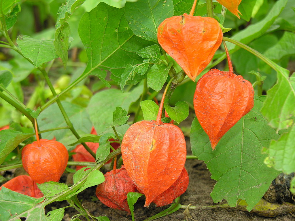 Physalis alkekengi