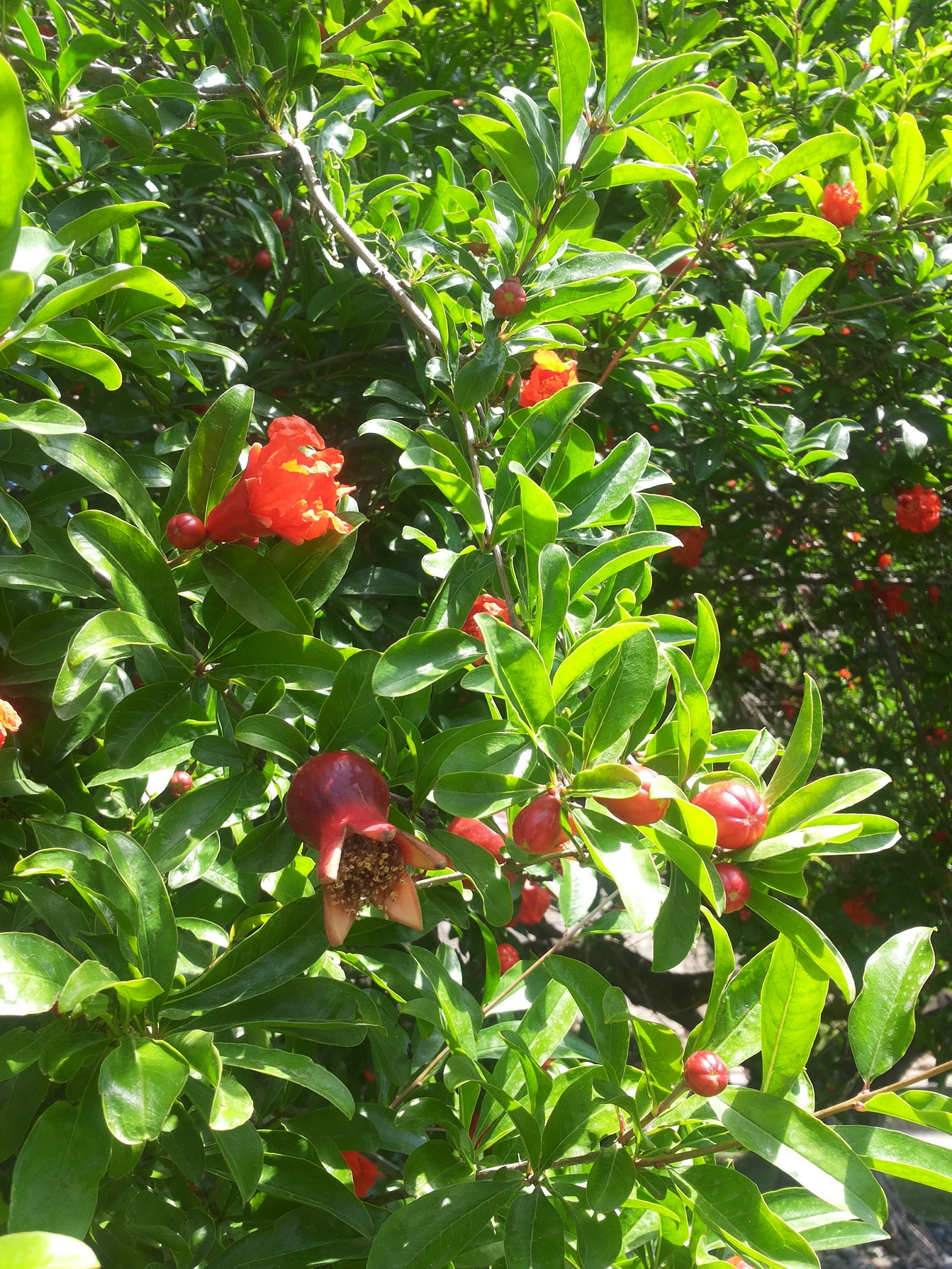 Grenade fleur et fruit
