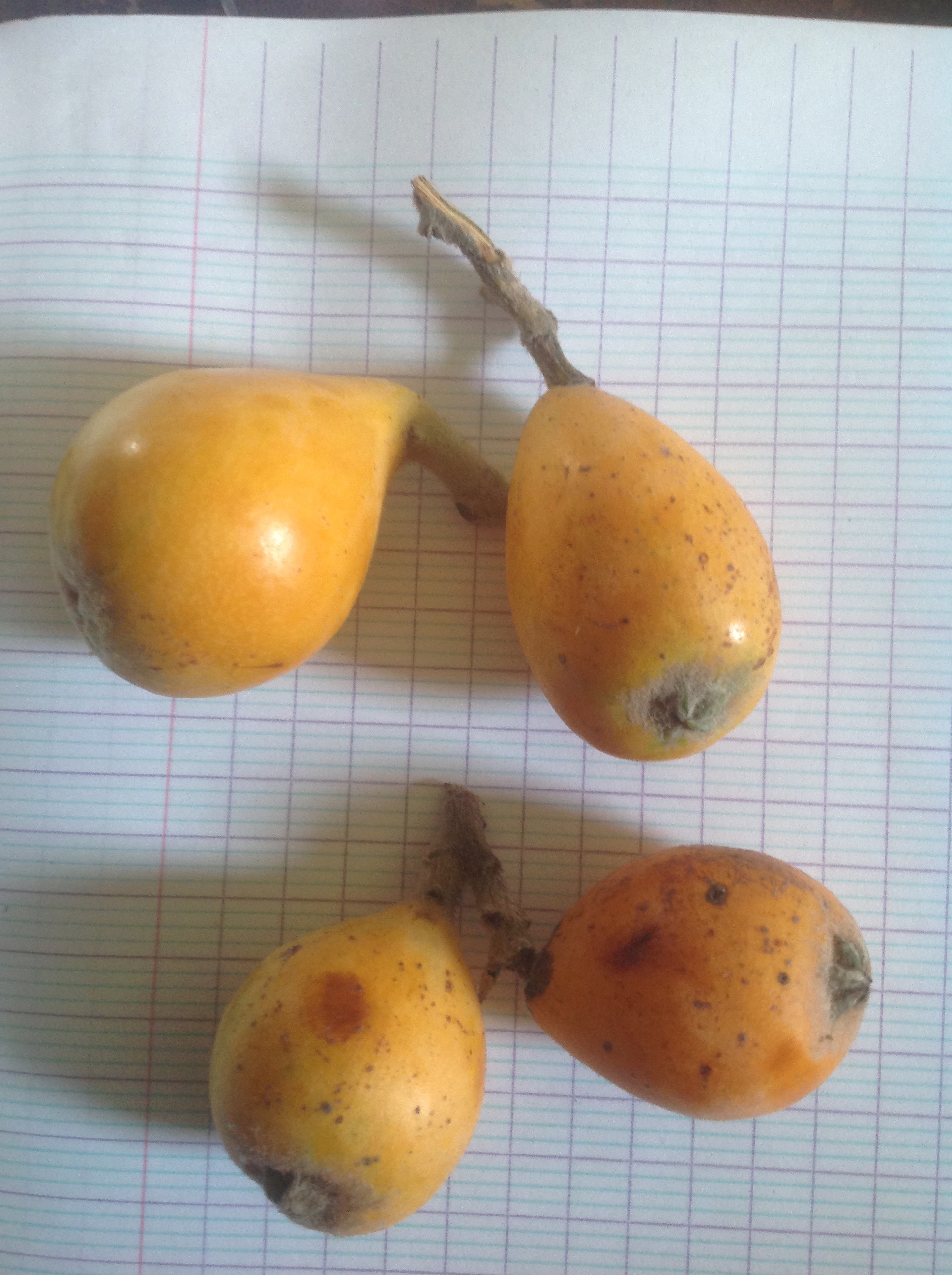 fruits du neflier du japon