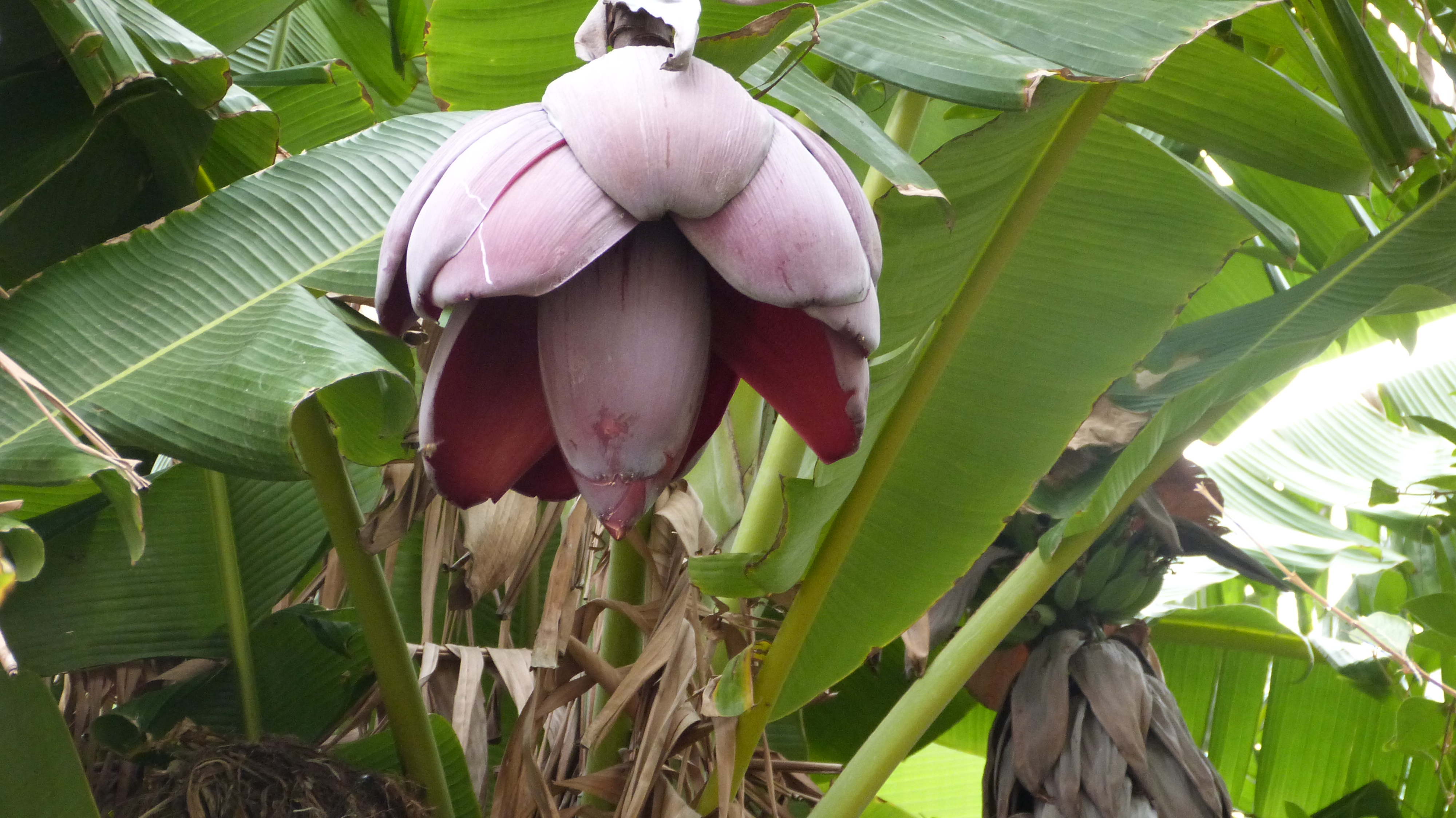 Fleur de banane - ténérife