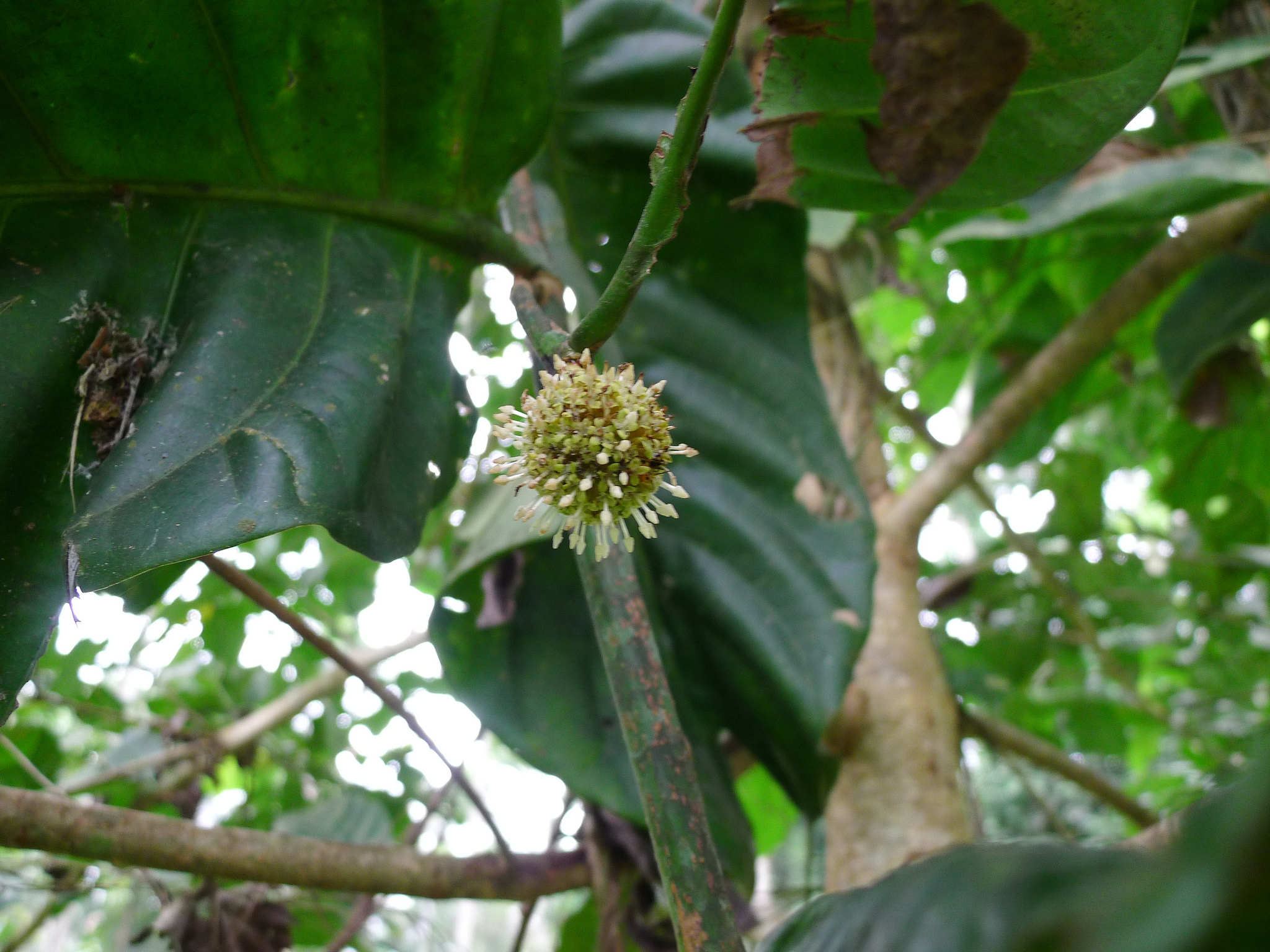 Fruit Bilinga