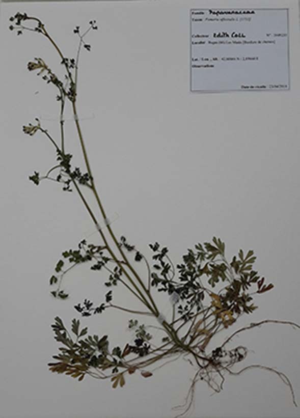 Annexe Fumeterre des murailles.jpg