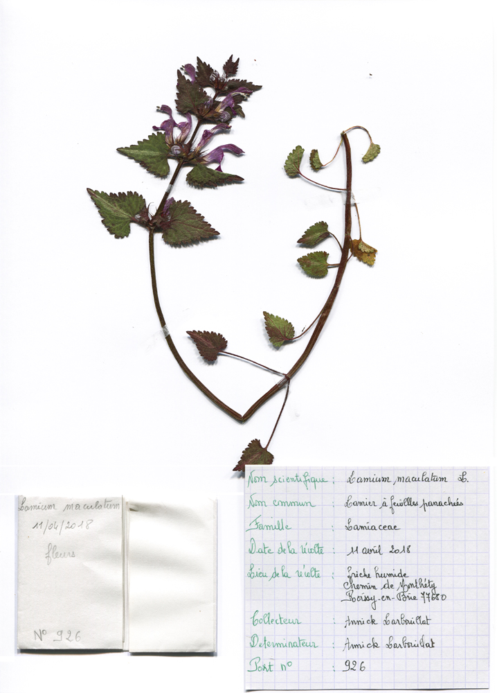 Annexe Lamium maculatum_2018-04-11.jpg