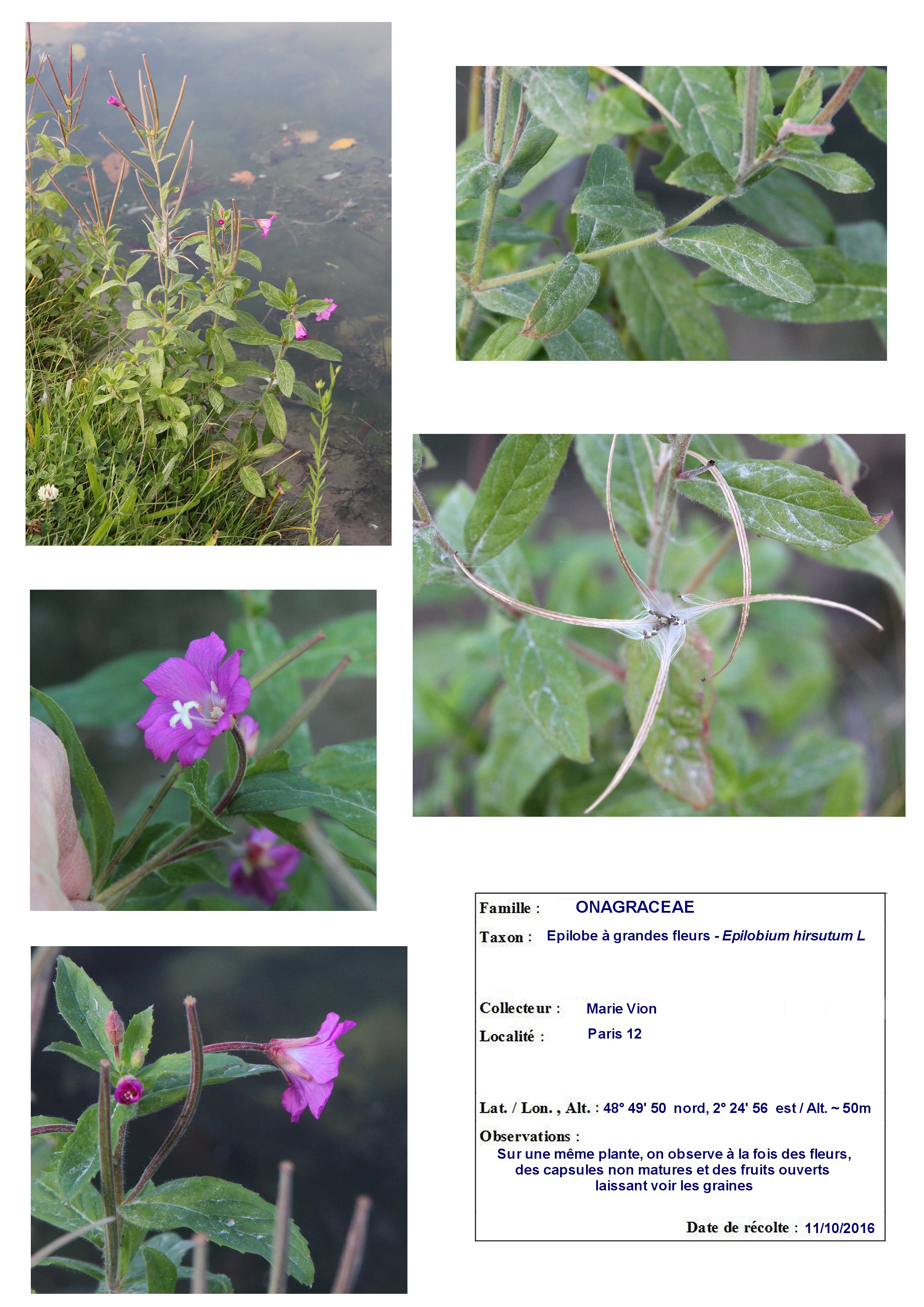 Annexe 06_01Documenter_Herbier page 1.jpg