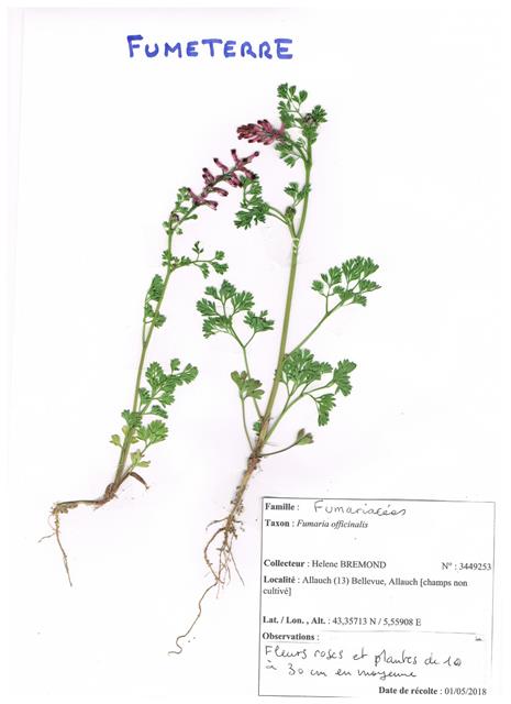 Annexe Fumeterre.jpeg